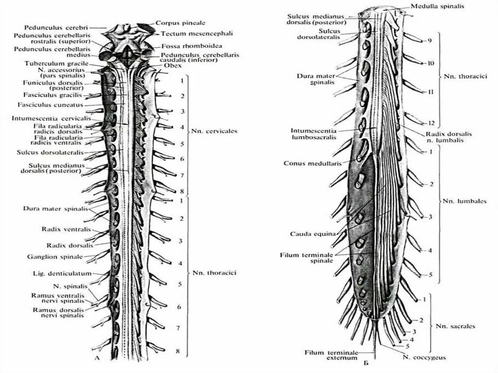 Спинной мозг понятие. Строение спинного мозга вид сбоку. Наружное строение спинного мозга анатомия. Внутреннее строение спинного мозга анатомия. Топография и внешнее строение спинного мозга.