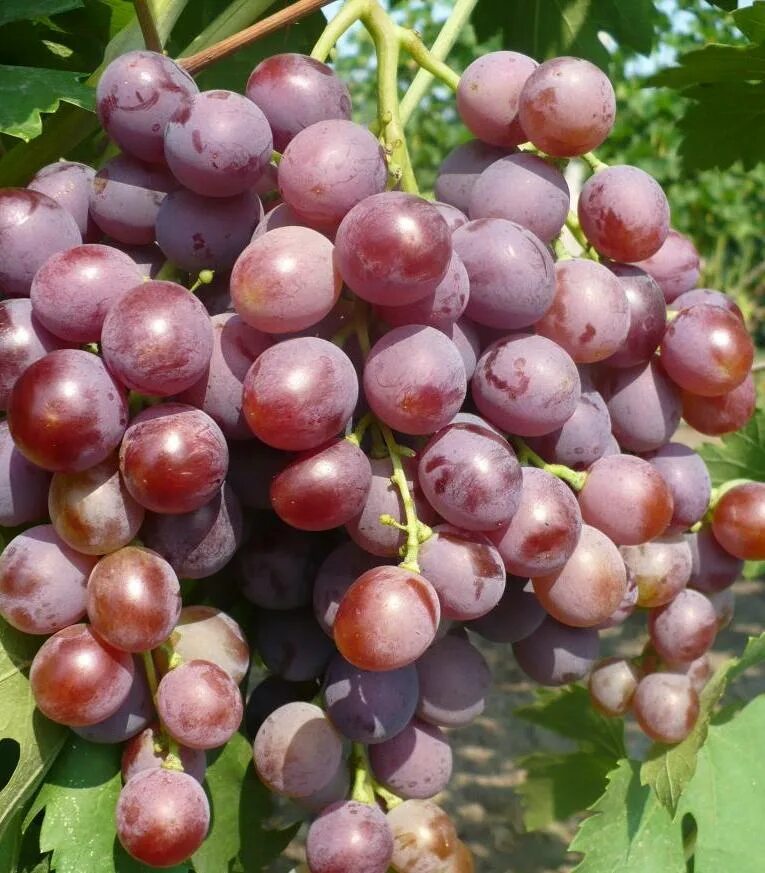 виноград амурский (vitis amurensis rupr. клерет виноград. сорт винограда урум. сорт винограда изумление описание отзывы. сорт винограда изумление описание отзывы.