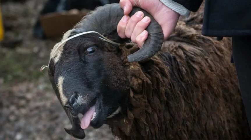 Как бьют бараны. Как бьют бараны