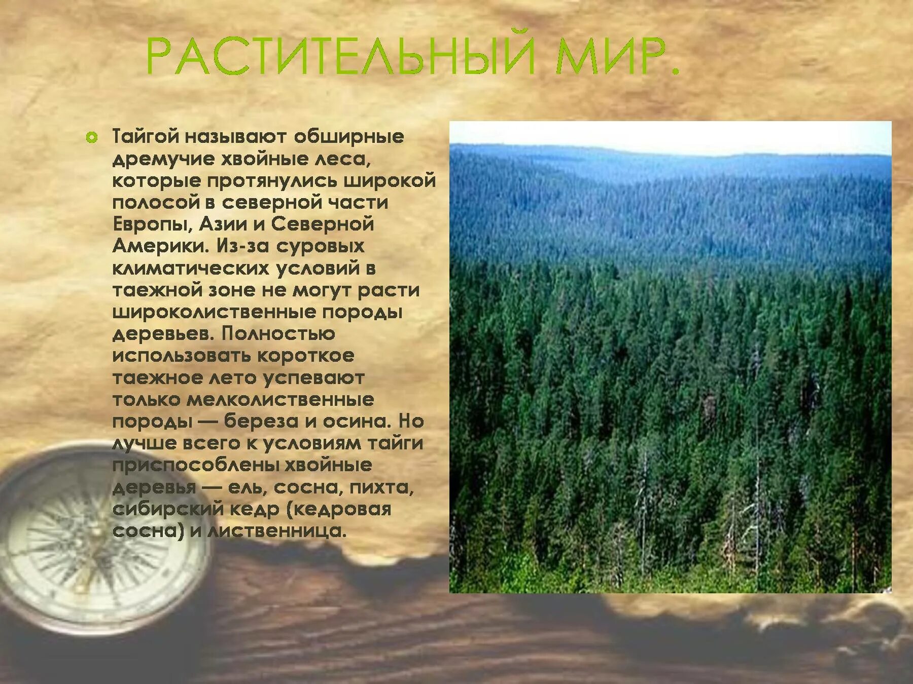 Климат зон хвойных лесов. Зона тайги растительность. Климатические зоны России Тайга. Климатические условия тайги. Тайга растительность мир.