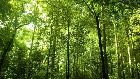 This is tree in the forest