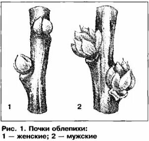 Почки женской облепихи