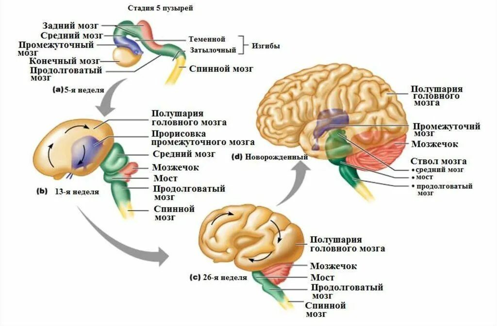 Функционирования и развития в том. Схему развития головного мозга человека. стадии развития головного мозга человека анатомия. схема развития головного мозга человека сагиттальный разрез. схема развития головного мозга фронтальный разрез.