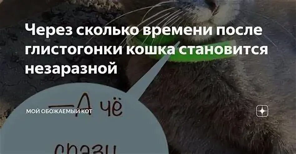 Через сколько после глистогонки давать от клещей