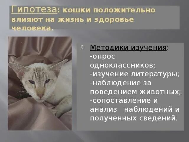 Действие кота если сема вопит котоняня. Влияние кошек на человека. Влияние кота на здоровье человека. Влияние кошки на жизнь человека. Как кошки влияют на жизнь человека.