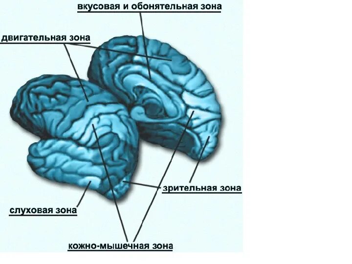 Чувствительные зоны коры больших полушарий. Центры коры больших полушарий мозга. Вкусовая зона коры больших полушарий. Слуховая зона коры полушарий большого мозга.