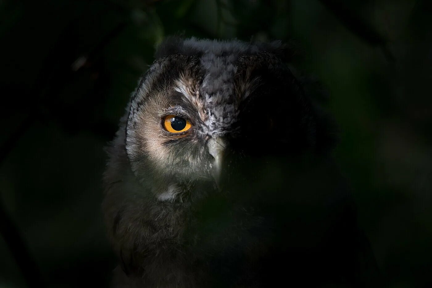 сова зевс. карликовый сурикат. прямо смотрящие животные. прямо смотрящие животные. суровый филин.