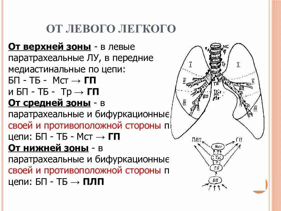 Сегменты левого. Левого легкого. s6 сегмент левого легкого. 10 сегмент левого легкого.