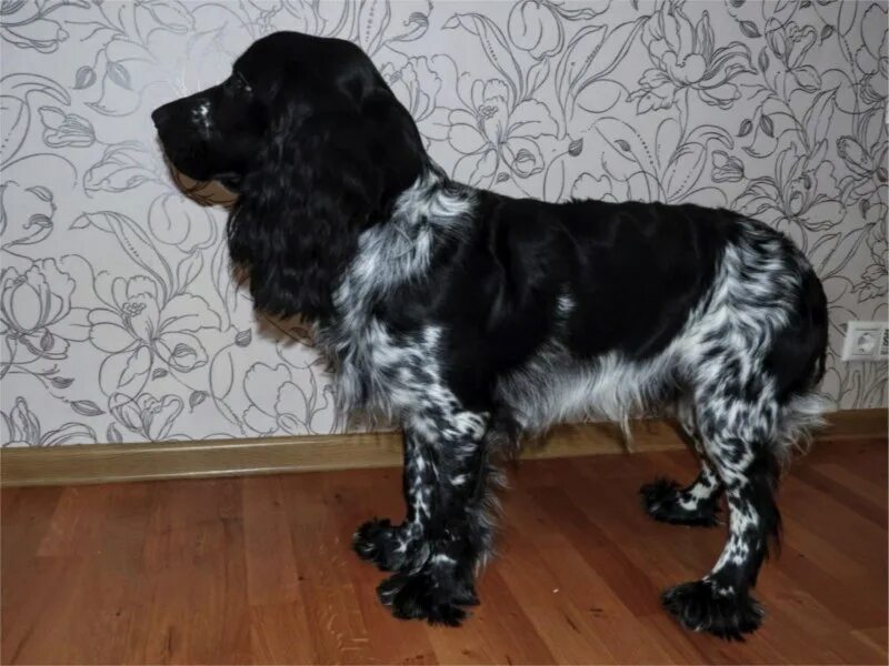 Pin on cocker spaniel dogs Dog anatomy, Cocker dog, Cocker spaniel breeds
