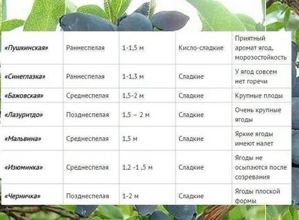 Жимолость таблица