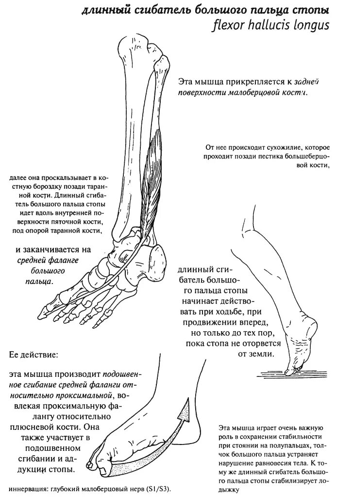 Длинный сгибатель стопы. Длинный сгибатель пальца стопы. Длинный сгибатель большого пальца стопы функции. Сухожилие сгибателя 1 пальца стопы. Длинный сгибатель большого пальца голени.