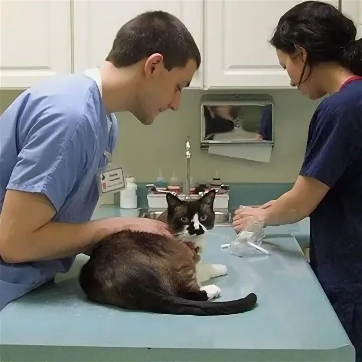 Наркоз кошке форум