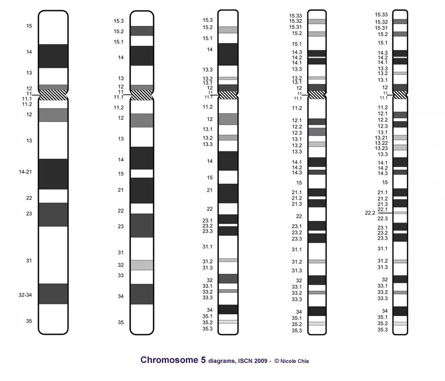 4q хромосома. Хромосома 5q11.2-q13. Делеция 11 хромосомы. Хромосомная карта 13 хромосомы. Мужская хромосома 5