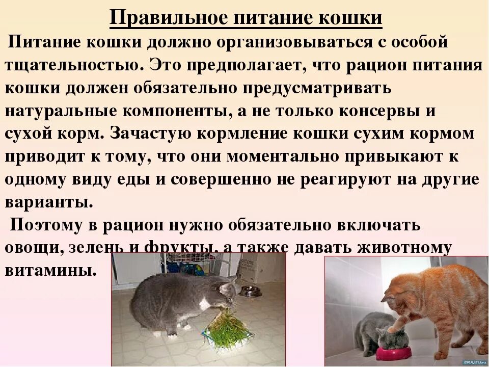 Рацион домашних кошек. Рацион питания домашней кошки. Питание котенка. Чем кормить кошку. Дают ли собаке валерьянку