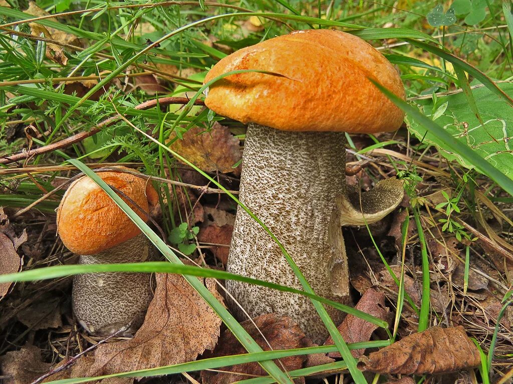 грабовик обабок. белый гриб и подберезовик. подосиновик красный. подболотник гриб. боровики,подберёзовик,подосиновик.