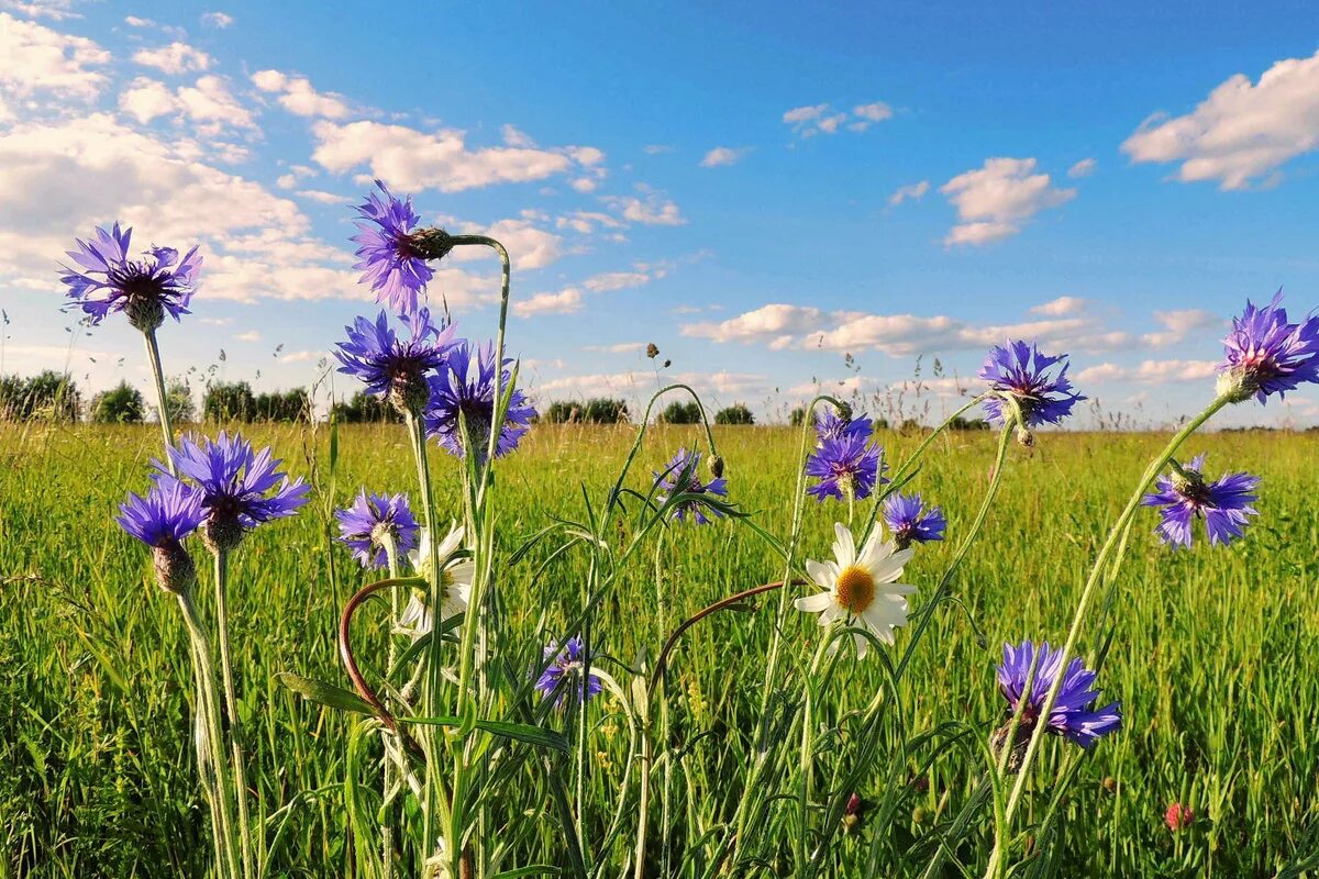 василек волошка.