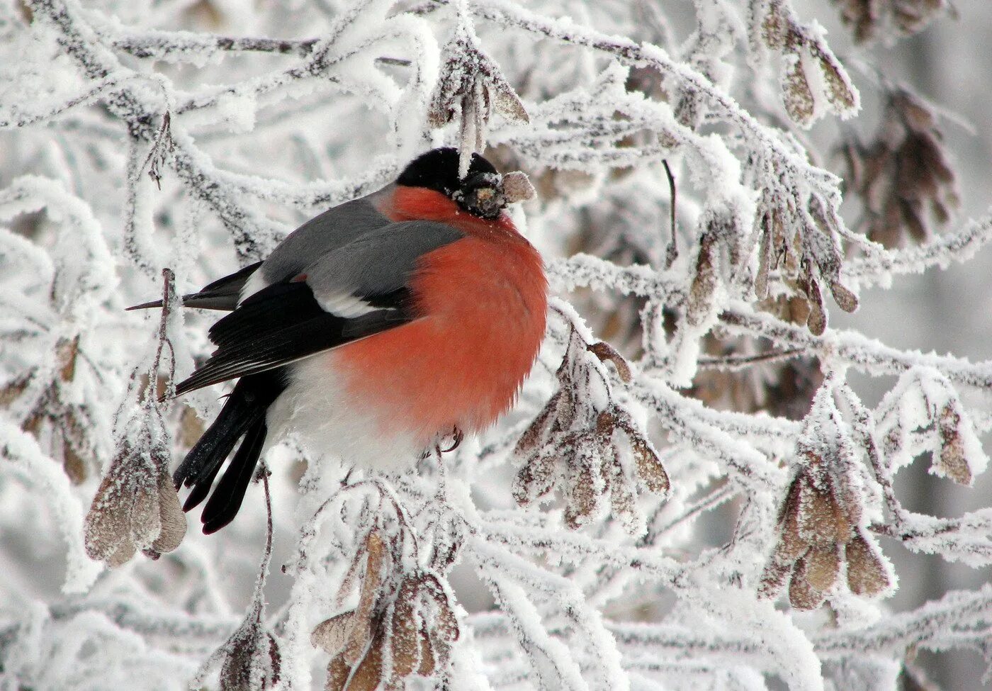 Природа снег птица. Снегирь птички зимующие. Камчатский обыкновенный Снегирь. Красноголовый Снегирь. Снегирь фото птицы.