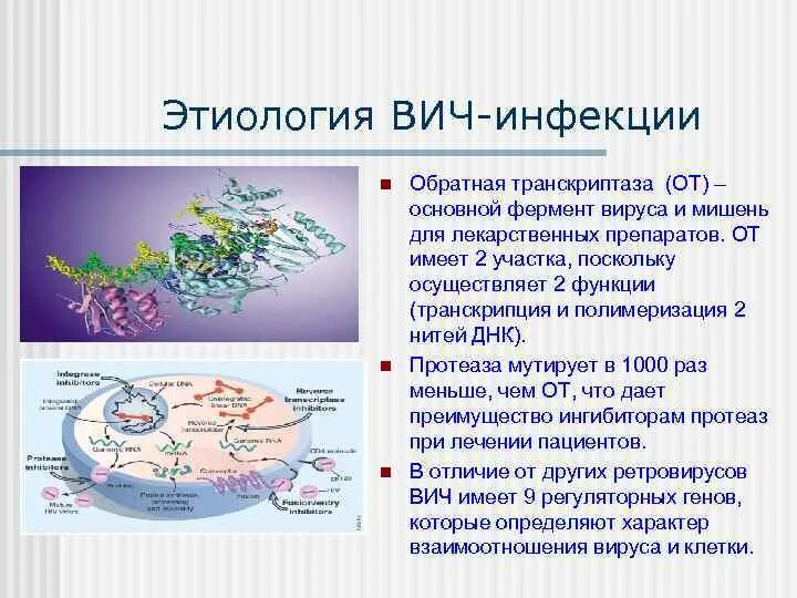 ВИЧ этиология. ВИЧ инфекция эпидемиология клиника профилактика. Ферменты ВИЧ инфекции. Функции обратной транскриптазы вируса. Обратная транскриптаза