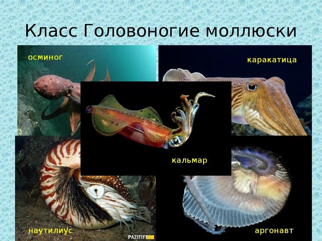 Три примера животных относящихся к моллюскам. Тип моллюски класс головоногие представители. Головоногие моллюски представители 7 класс. Класс головоногие моллюски 7 класс биология. Класс головоногиемоллбск.