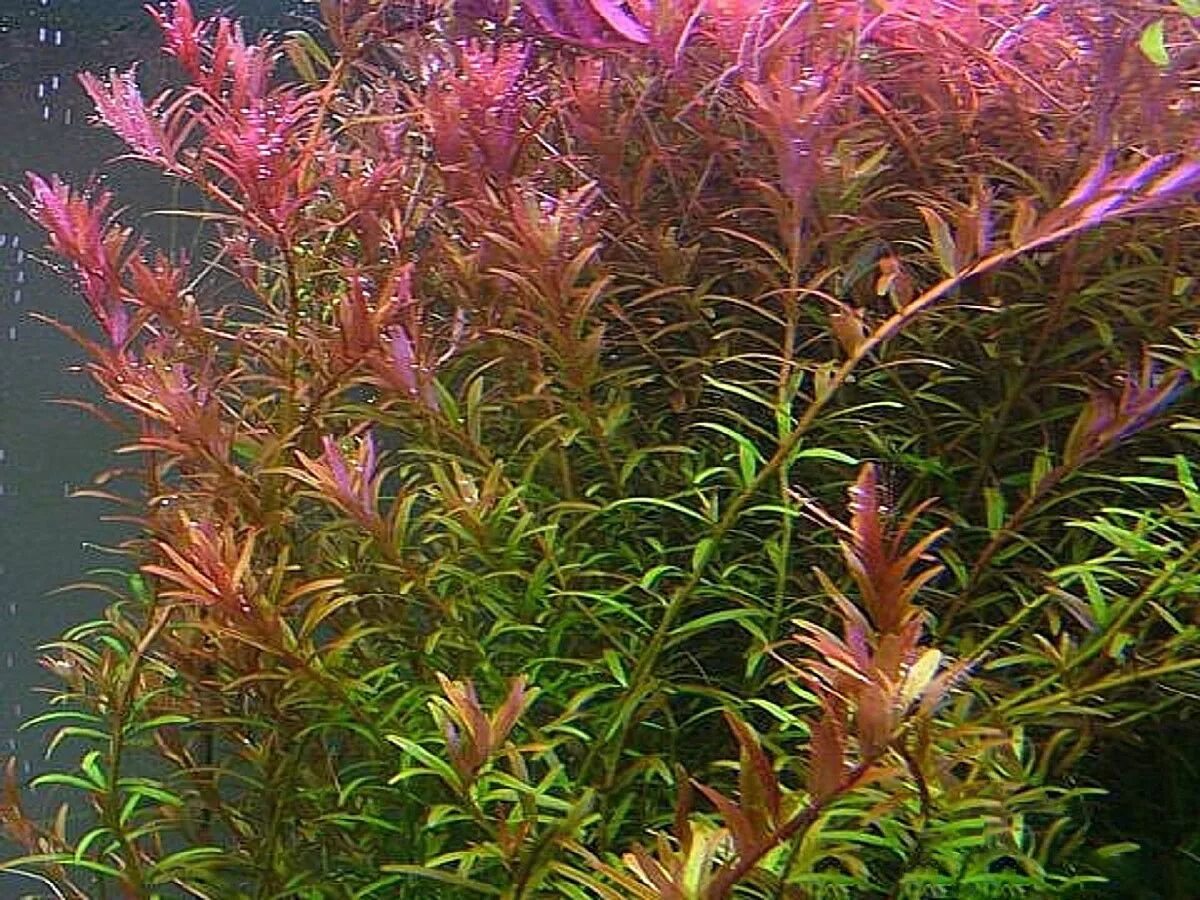 Растение ротала. Ротала Индика. Ротала Индика круглолистная. Ротала Индика (Rotala Indica). Ротала круглолистная аквариумное.