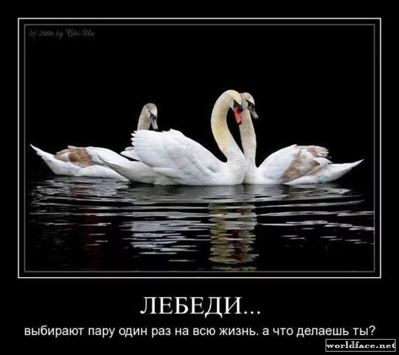 Отношения мужчины и женщины. Любовь и лебеди. Выбирают пару на всю жизнь. Красивая пара влюбленных. Разговор мужчины и женщины.