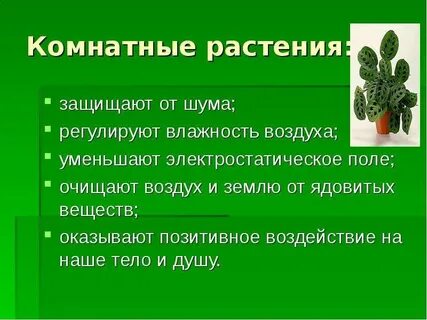 Биология комнатные растения