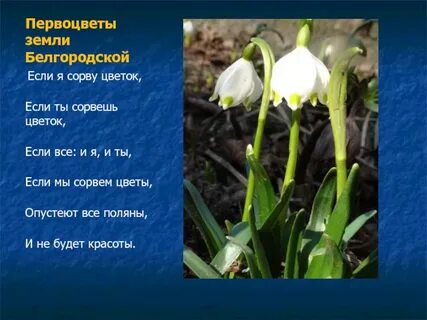Первоцветы презентация 4 класс