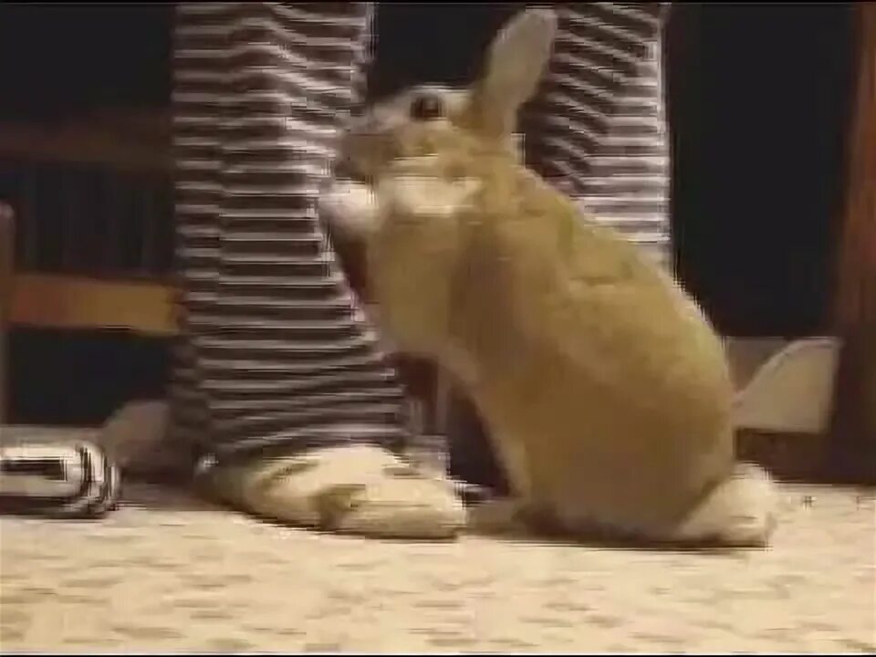 Кролик gif. Кролик бьет лапой. Кролик барабанит. Кролик стучит лапой