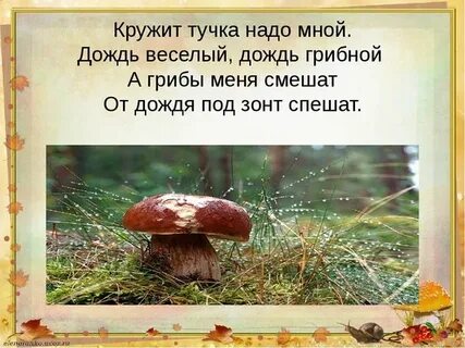 Пройдет теплый дождь появятся грибы в лесу