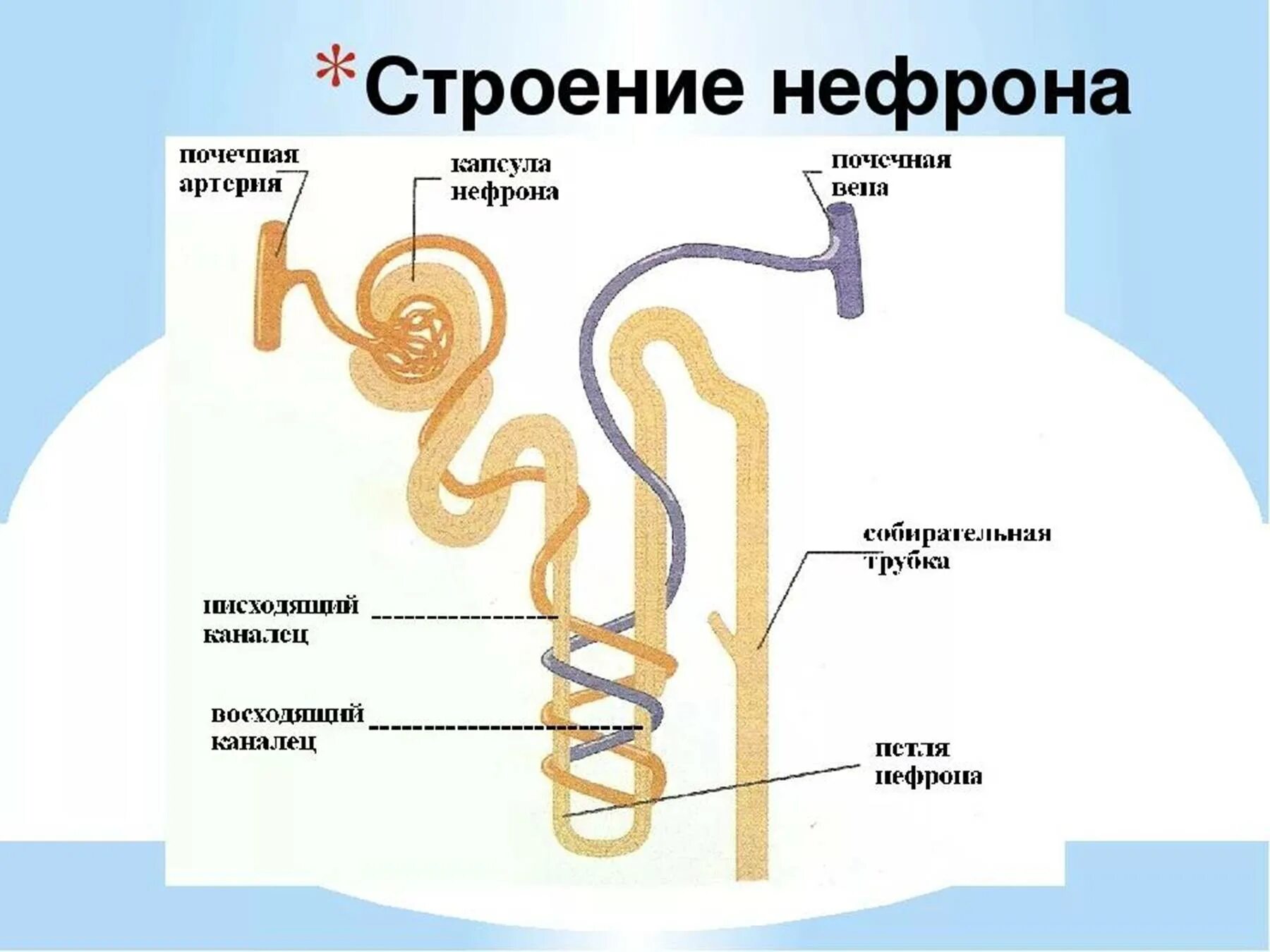 В каком слое находится нефрон. Функция капсулы нефрона почки. Схема строения нефрона. Почечные канальца нефрона. Строение нефрона почки животного.