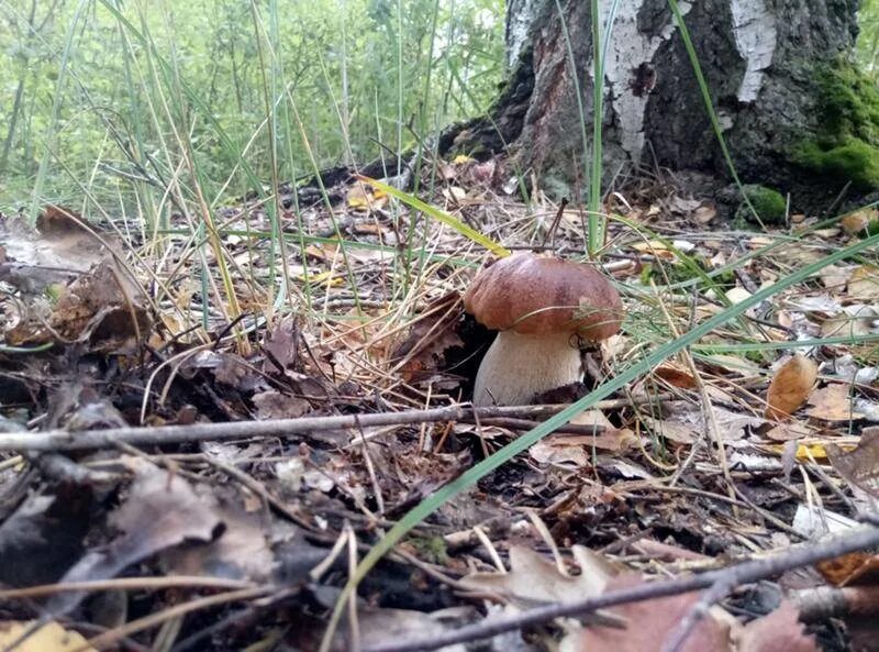 Сколько растут грибы
