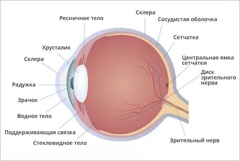 Глазная глаз