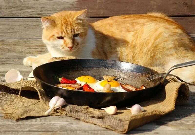 Кошка яичница. Еда для кошек. Кошка с едой на природе. Варят кошек