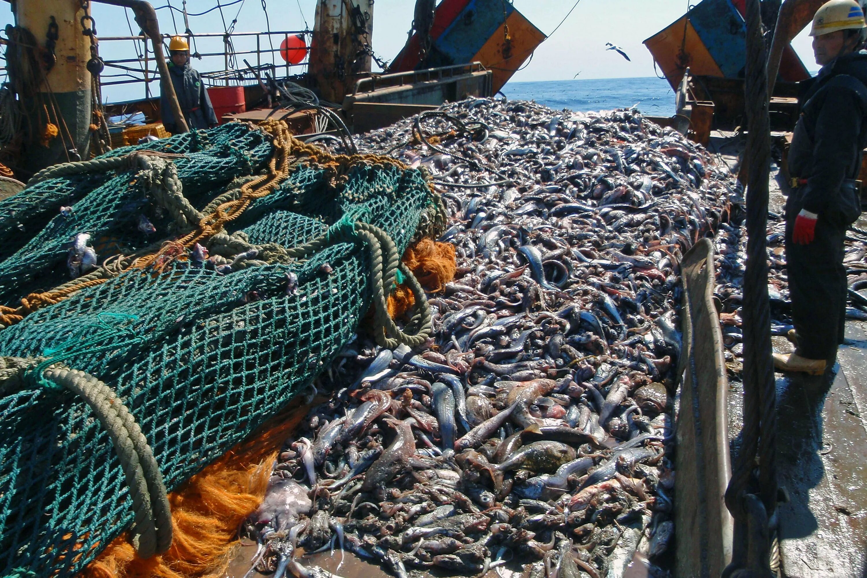 Охотское море рыбный промысел. Рыбный промысел в тихом океане. Трал с рыбой Росрыболовство. Промышленный лов рыбы. Мировой улов