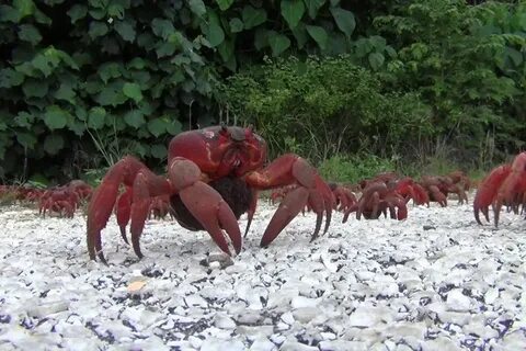 Острый крабик