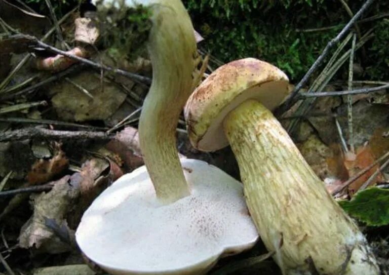 Желчный гриб какой. Желчный гриб горчак. Горчак, ложный белый гриб. Горчак гриб фото. Tylopilus felleus.