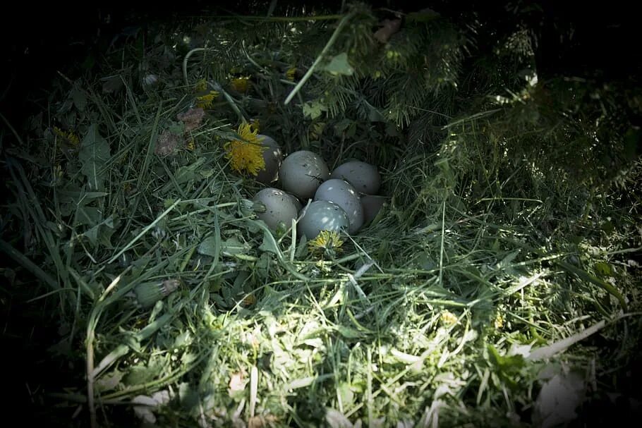 Яйца фазана купить. Яйцо фазана. Гнездо фазана с яйцами. Яйца фазана фото. Картинки яйца фазана.
