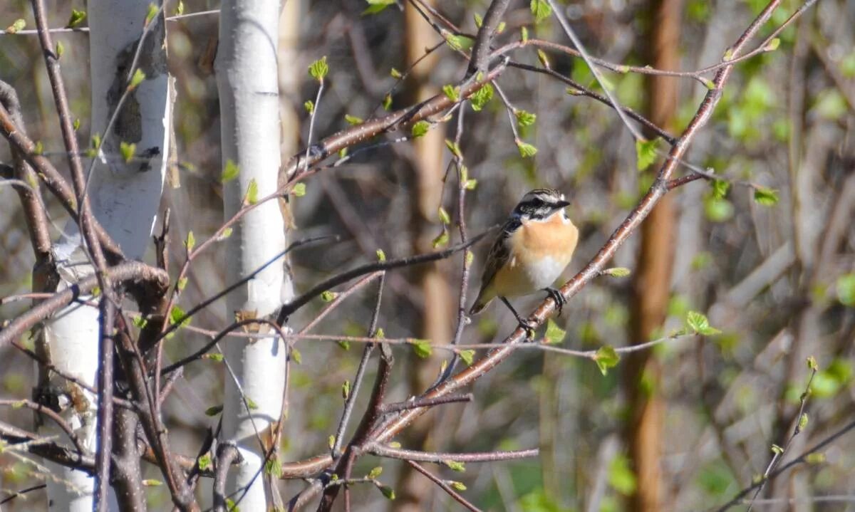 Лесные птицы чувашии. Птицы чувашии фото. Осенние птицы в чувашии. Garrulus glandarius. Большой год птицы чувашии.