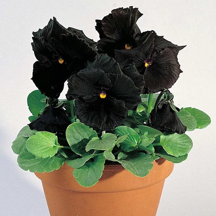 Какие black