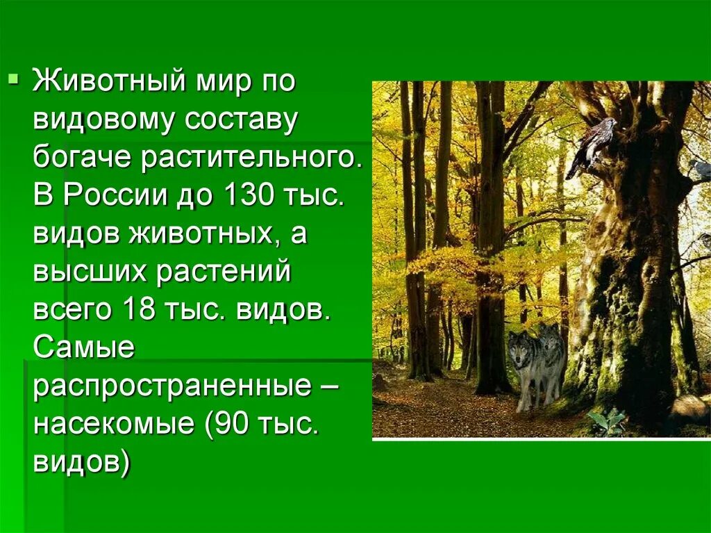 Растительный мир земли доклад. Презентация по географии животный мир. Сообщение на тему растения и животные. Растительный и животный мир России презентация. Животный мир презентация 8 класс.