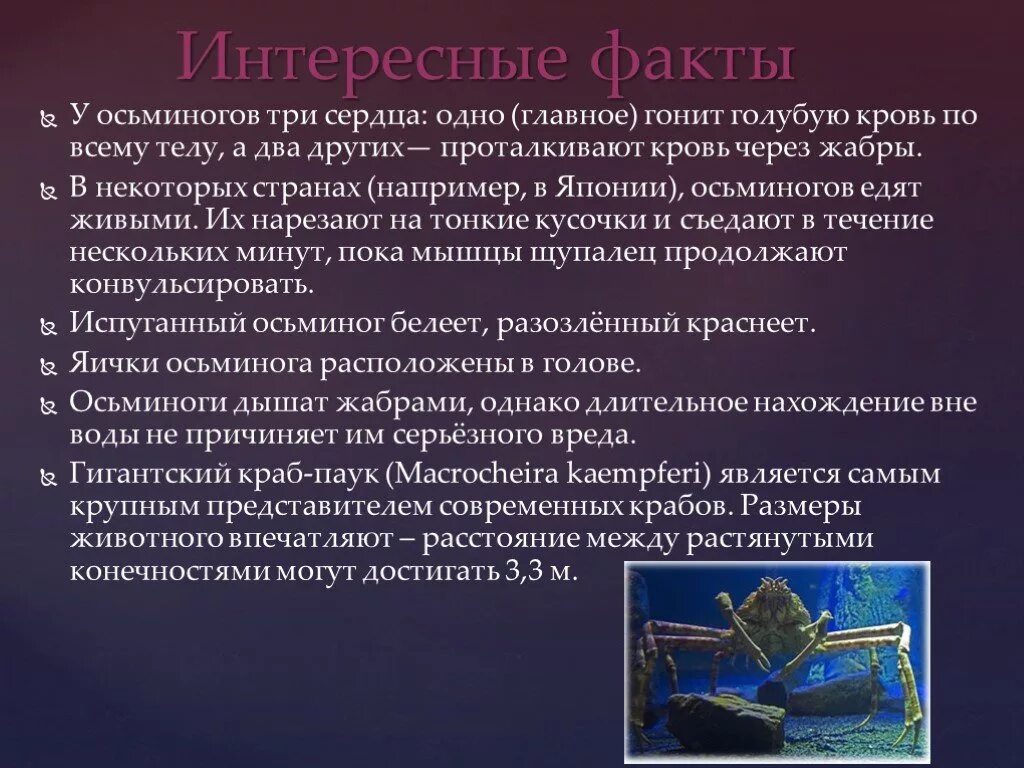 Продолжительность жизни осьминога. Удивительные факты про осьминога. Интересные факты о осьминогах. Рассказ про головоногих моллюсков. Рассказ про осьминога.