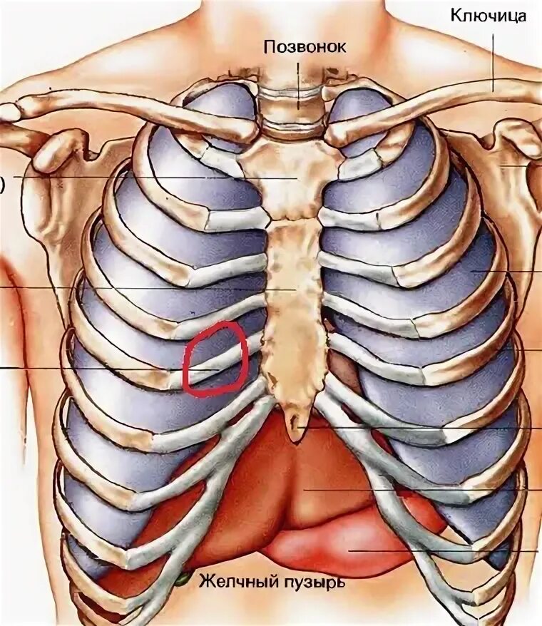 Сердце снизу. Болит справ область грудины и ребер.
