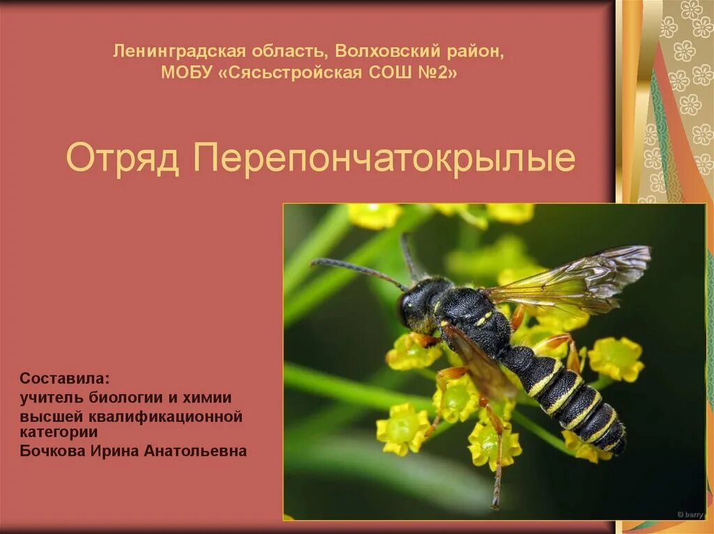 Пчела занесенная в красную книгу. Перепончатокрылые ротовой аппарат. Отряд перепончатокрылые шмель. Отряд перепончатокрылые тип развития. Характерные признаки отряда перепончатокрылые.