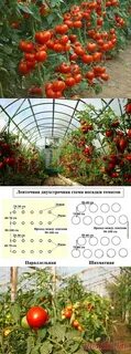 Посадка помидор в теплицу из поликарбоната расстояние