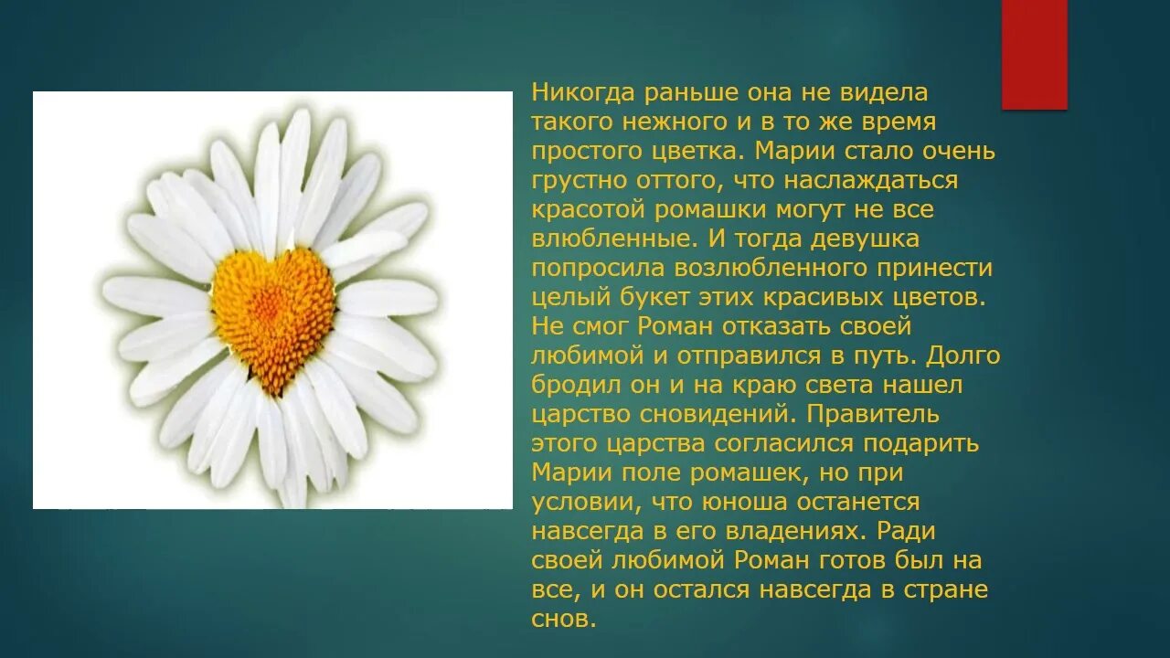 Ромашка символ любви и верности. Какой цветок является символом семьи. Символ семьи и верности в России. Символ дня семьи любви и верности.