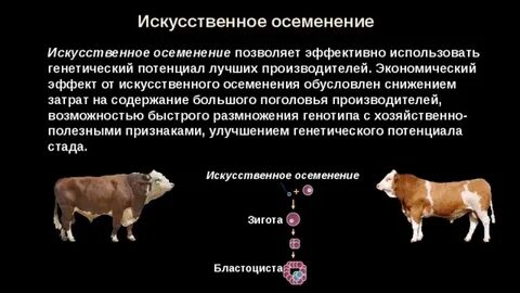 Значение искусственного оплодотворения