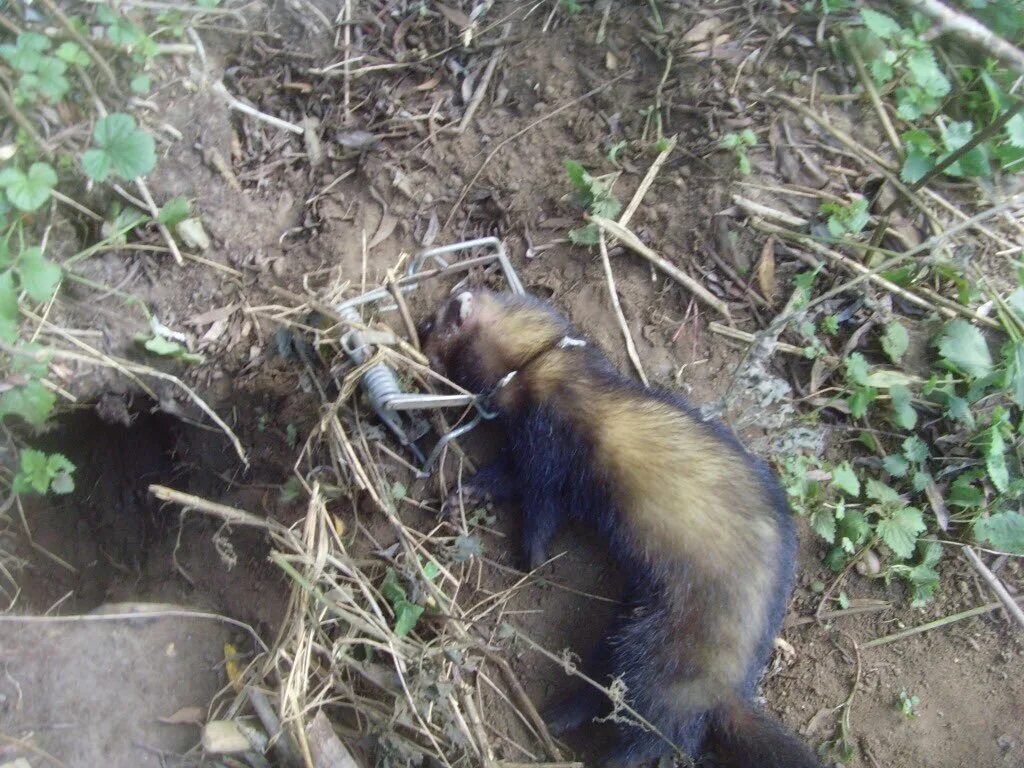 Какие приманки нужны для ловли барсука Badger YouTube