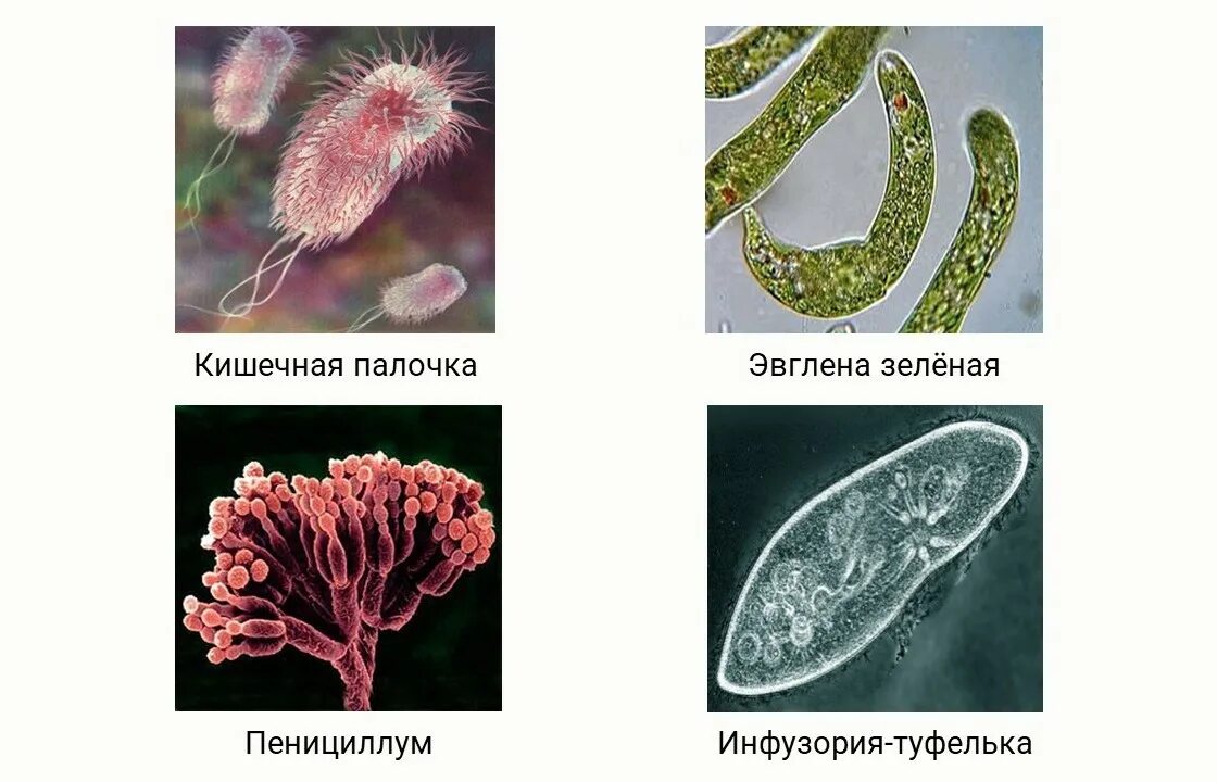 Региональный этап биология 2023. У какого организма отсутствует оформление ядра. В клетках каких организмов отсутствует ядро.