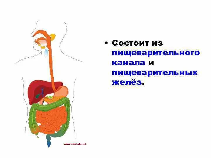 Функции пищеварительного канала и пищеварительные железы. Органы пищеварения пищеварительный канал пищеварительные железы. Физиология пищеварения анатомия. Анатомия и физиология органов пищеварительного канала. Анатомия и физиология пищеварительных желез.