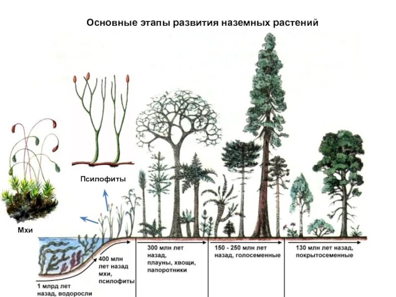 Эволюция растений псилофиты. Этапы эволюции растений ксилофиты. Мхи псилофиты. Эволюционный путь растений. Список наземных растений